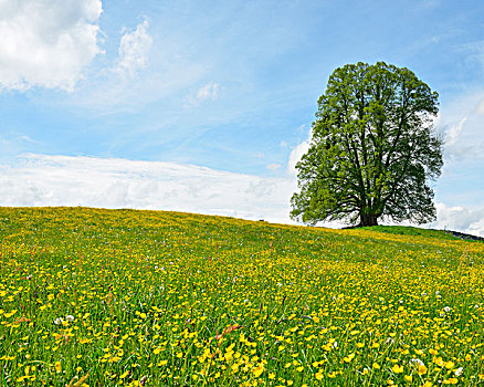 酸橙树,盛开,草地,春天,上巴伐利亚,巴伐利亚,德国