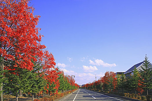 秋天,树,郊区,街道