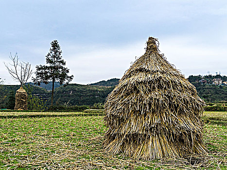 田间草垛