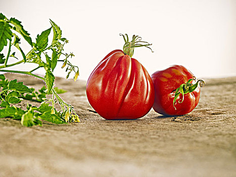 西红柿,品种,静物