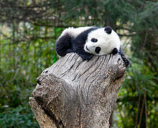 大熊猫的图片