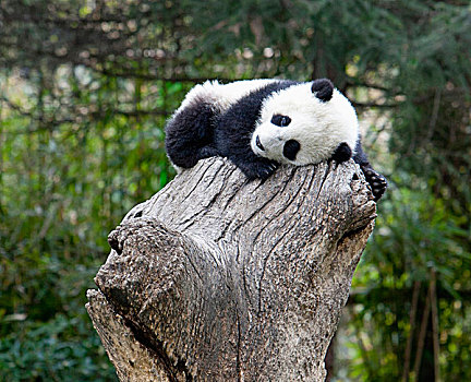卧龙自然保护区,幼仔,熊猫,睡觉,树桩