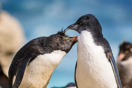凤冠企鹅,南跳岩企鹅,父母,幼禽,福克兰群岛
