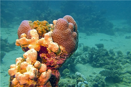珊瑚礁,海洋,海绵,热带