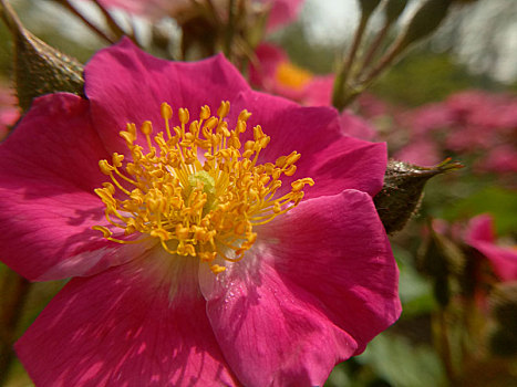 月季花和花蕊