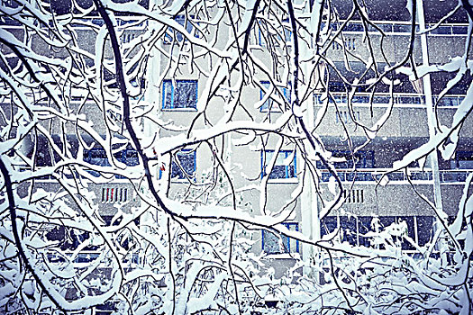 积雪,树枝,公寓楼