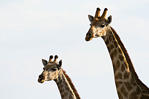 两个,长颈鹿,萨维提,湿地,乔贝国家公园,博茨瓦纳