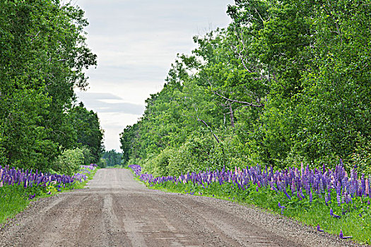 乡间小路,羽扇豆属植物,桑德贝,安大略省,加拿大