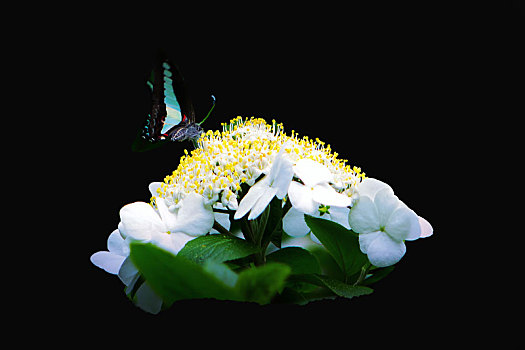 蝴蝶与花－纯色背景