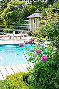 花,葱属植物,花坛,正面,游泳池,围绕,木质露台