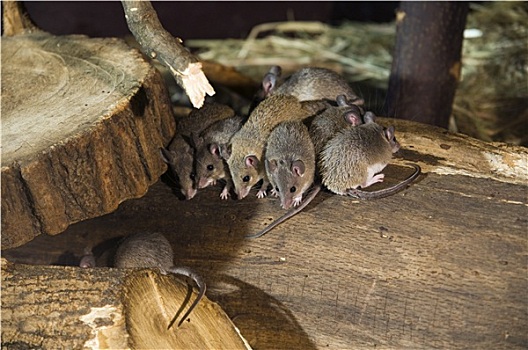 群,老鼠,木头