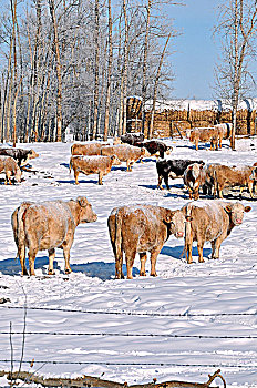 竖图,牧群,农场,母牛,冬天,饲育场,乡村,艾伯塔省,加拿大