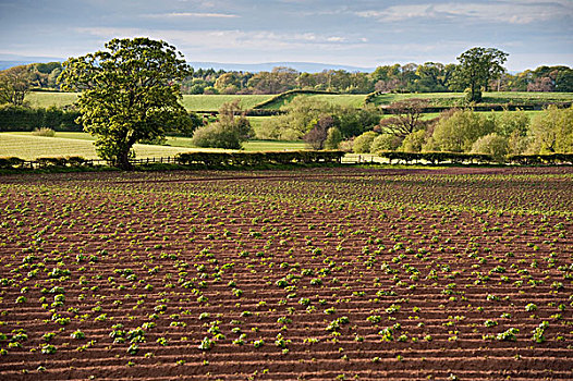 土豆,地点,植物,坎布里亚,英格兰,英国,欧洲