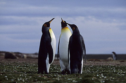 福克兰群岛,自愿角,帝企鹅,生物群,展示