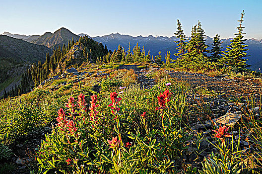 火焰草,野花,爱达荷,顶峰,塞尔扣克山,不列颠哥伦比亚省,加拿大
