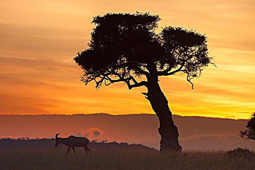 观,转角牛羚,南非大羚羊,和树,剪影,反对,美丽的日出,马赛玛拉国家保护区,肯尼亚,非洲
