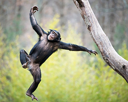 黑猩猩,飞行