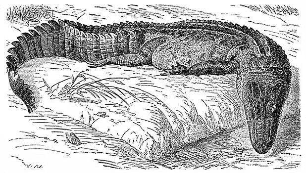 历史,宽吻鳄,鳄鱼,19世纪