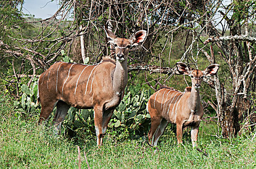 大捻角羚,研究中心,肯尼亚