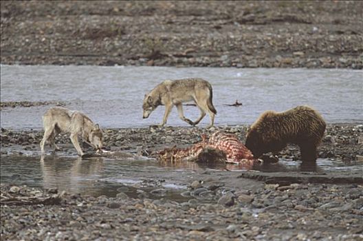 大灰狼,狼,大灰熊,棕熊,驼鹿,美洲驼鹿,畜体,德纳利国家公园和自然保护区,阿拉斯加