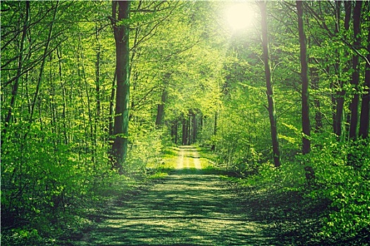 道路,绿色,树林