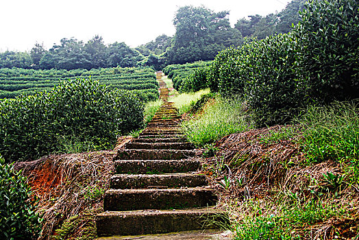 茶园,采茶