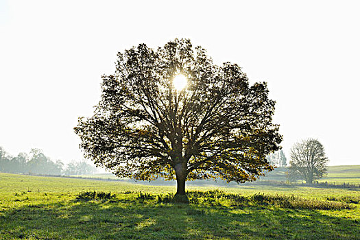 橡树,太阳,黑森州,德国