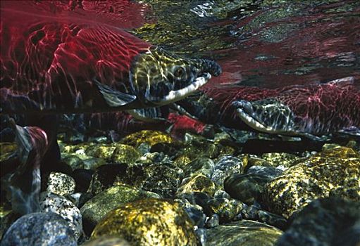 红大马哈鱼,红鲑鱼,游动,产卵,地面,河,阿拉斯加