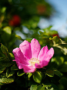 粉色,野玫瑰果,花,花园,灌木