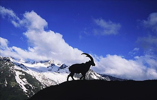 阿尔卑斯野山羊,剪影,顶峰,夏蒙尼,法国