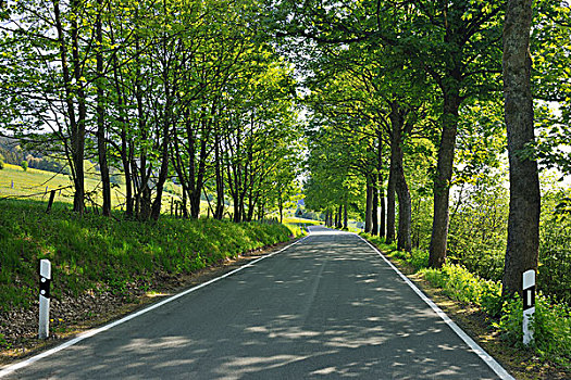 树林,道路,北莱茵-威斯特伐利亚,德国