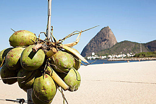 椰子,海滩,里约热内卢,巴西