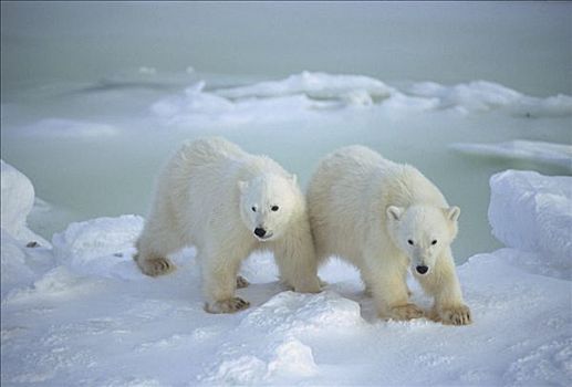 北极熊,幼兽,地点,丘吉尔市,曼尼托巴,加拿大