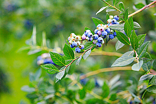 蓝莓,果实,果子,枝头