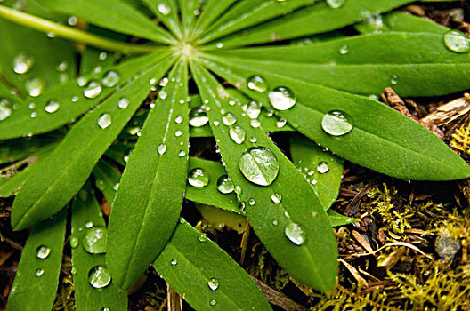 蕨类,小水滴,叶子,不列颠哥伦比亚省,加拿大