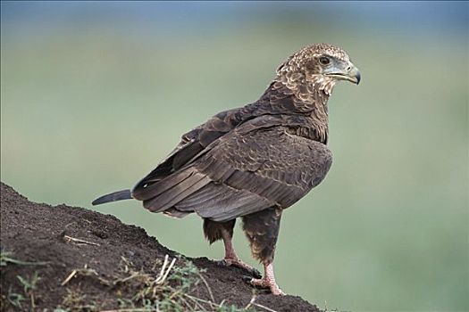 鹰,不成熟,站立,蚁丘,马赛马拉国家保护区,肯尼亚,非洲