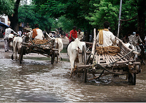 牛,手推车,街道,孟买,印度