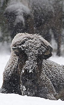 美洲野牛,野牛,女性,下雪