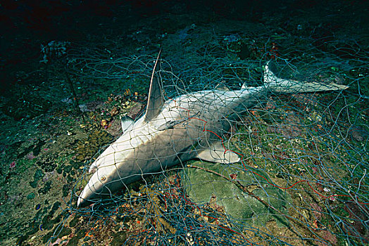 灰礁鲨,黑尾真鲨,死,缠绕,渔网,泰国