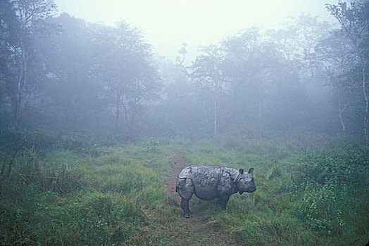 尼泊尔,奇旺国家公园,印度犀,印度犀牛,密集,丛林,晨雾,河