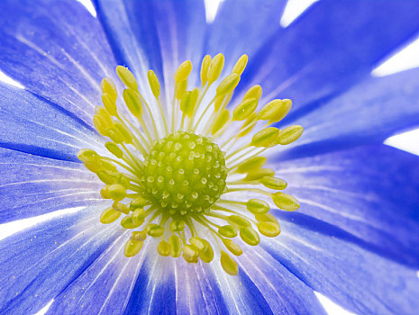 蓝色,冬天,白头翁,希腊银莲花