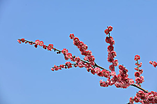 梅花,建筑