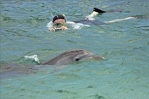 普通,宽吻海豚,成年,游动,水下呼吸管,岛屿,洪都拉斯,加勒比海,中美洲
