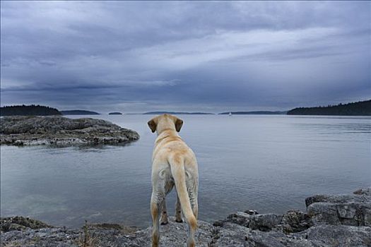 狗,看,湖,盐春岛,不列颠哥伦比亚省,加拿大