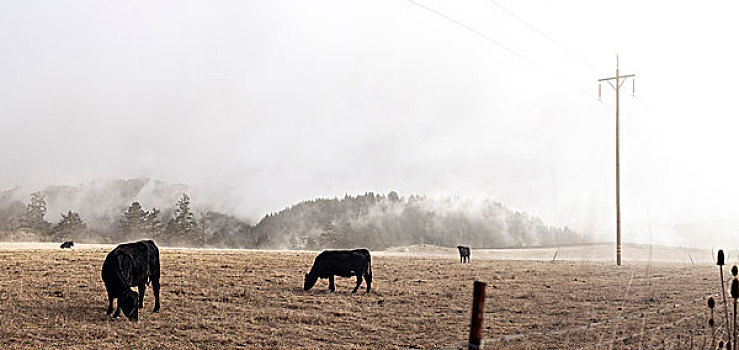 牛,室外,进食,雾