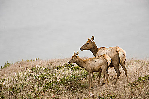 麋鹿,鹿属,鹿,雷斯岬,国家海岸,加利福尼亚