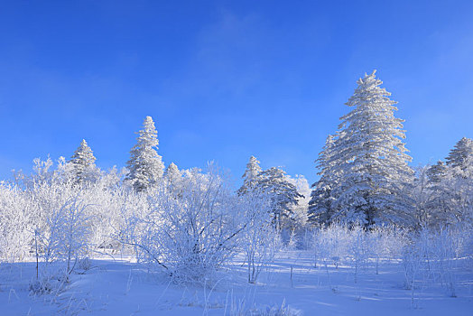 吉林雪岭雾凇美景