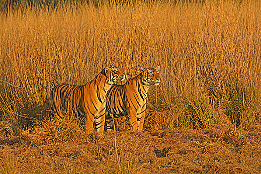 两个,雄性,孟加拉,印度虎,虎,草地,拉贾斯坦邦,国家公园,印度,亚洲