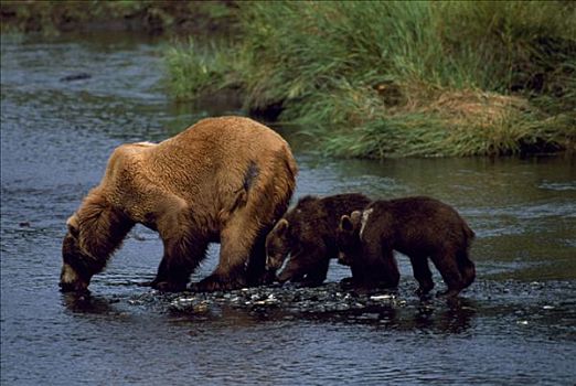 棕熊,河,罐,宽,脸,科迪亚克熊,阿拉斯加,美国