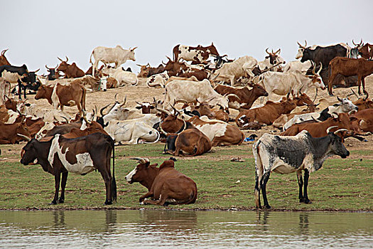 家畜,牛,放牧